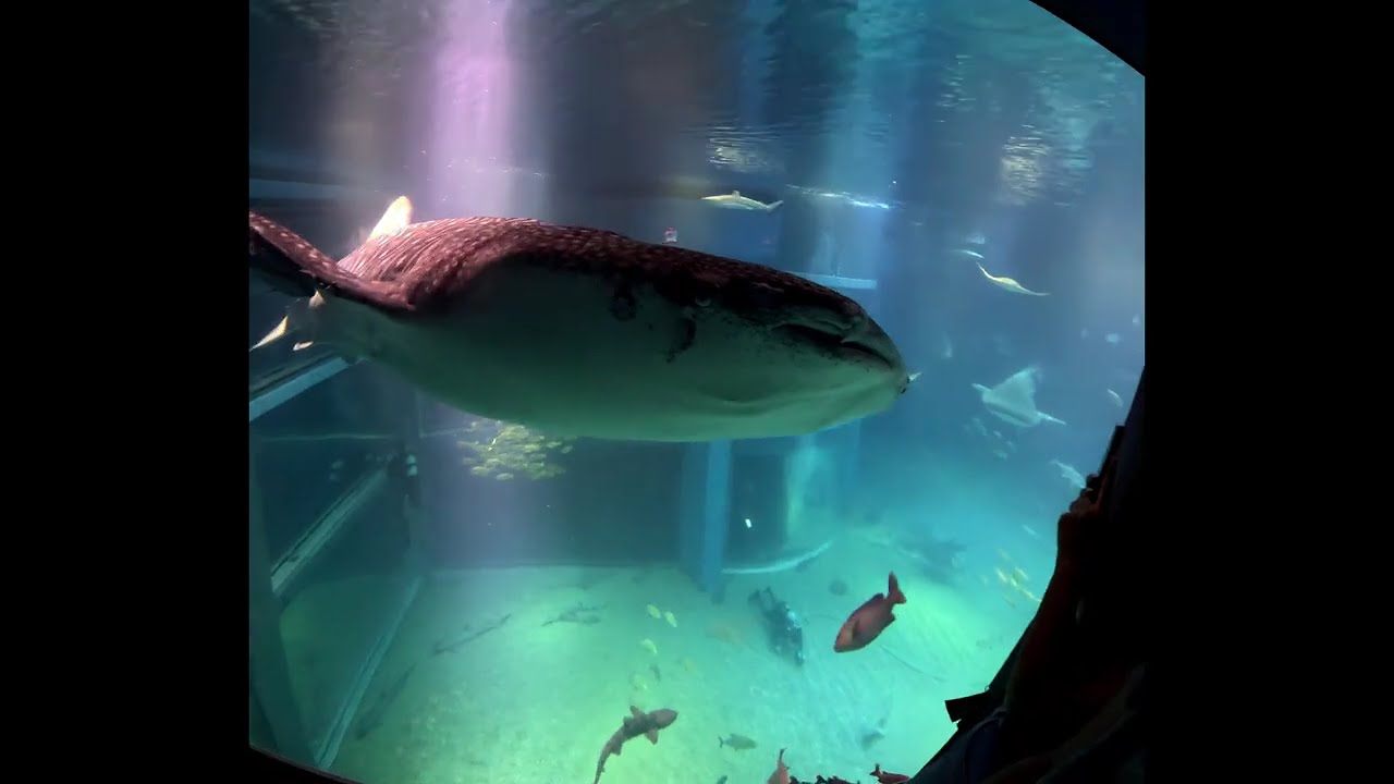 Aquarium 2