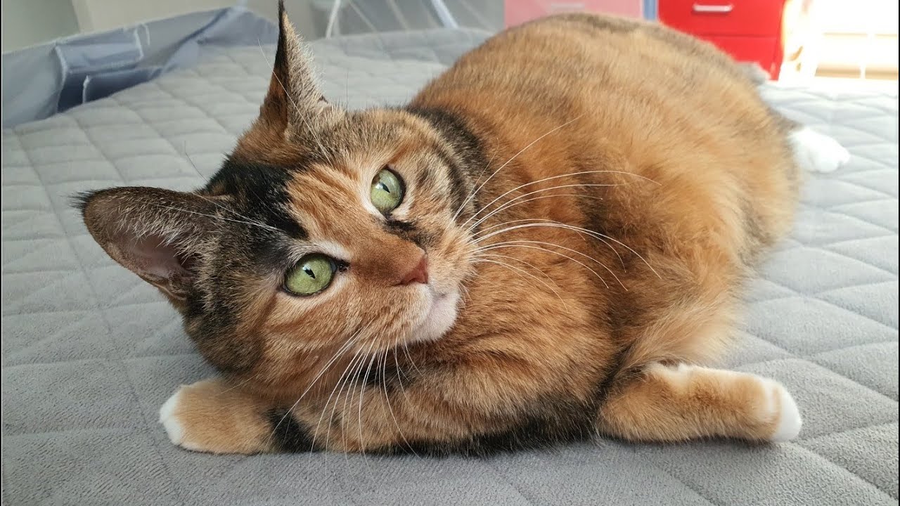 My cat's morning routine!