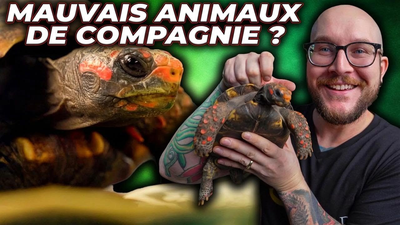 N’achète surtout pas de tortue avant d’avoir vu ça !