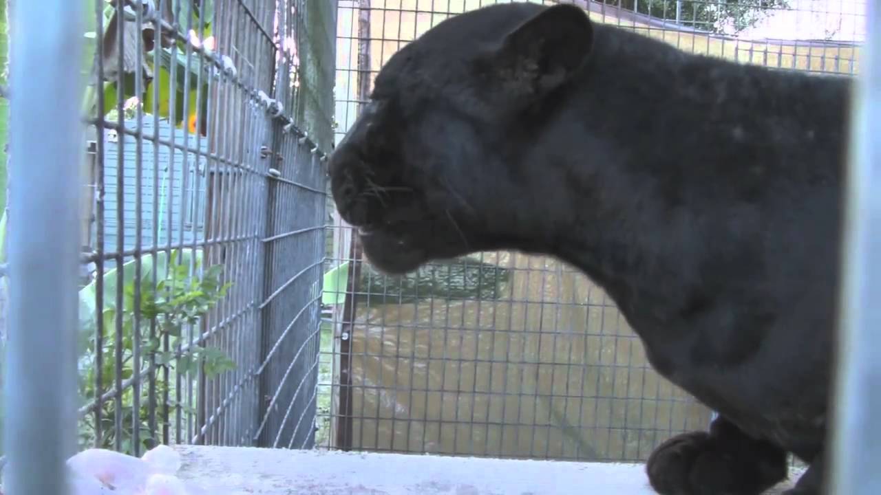 Inca, our Black-spotted Jaguar Crunching Chicken