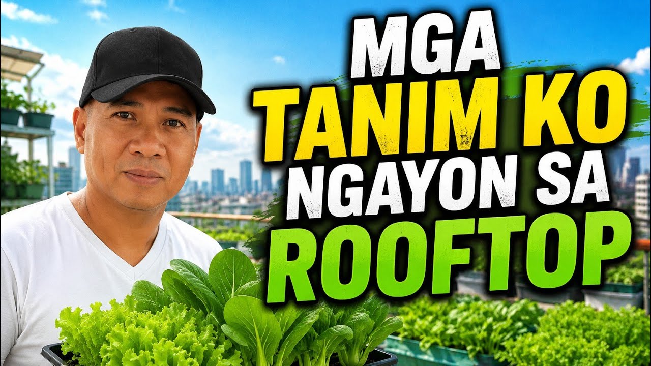 MGA TANIM KO NGAYON SA ROOFTOP
