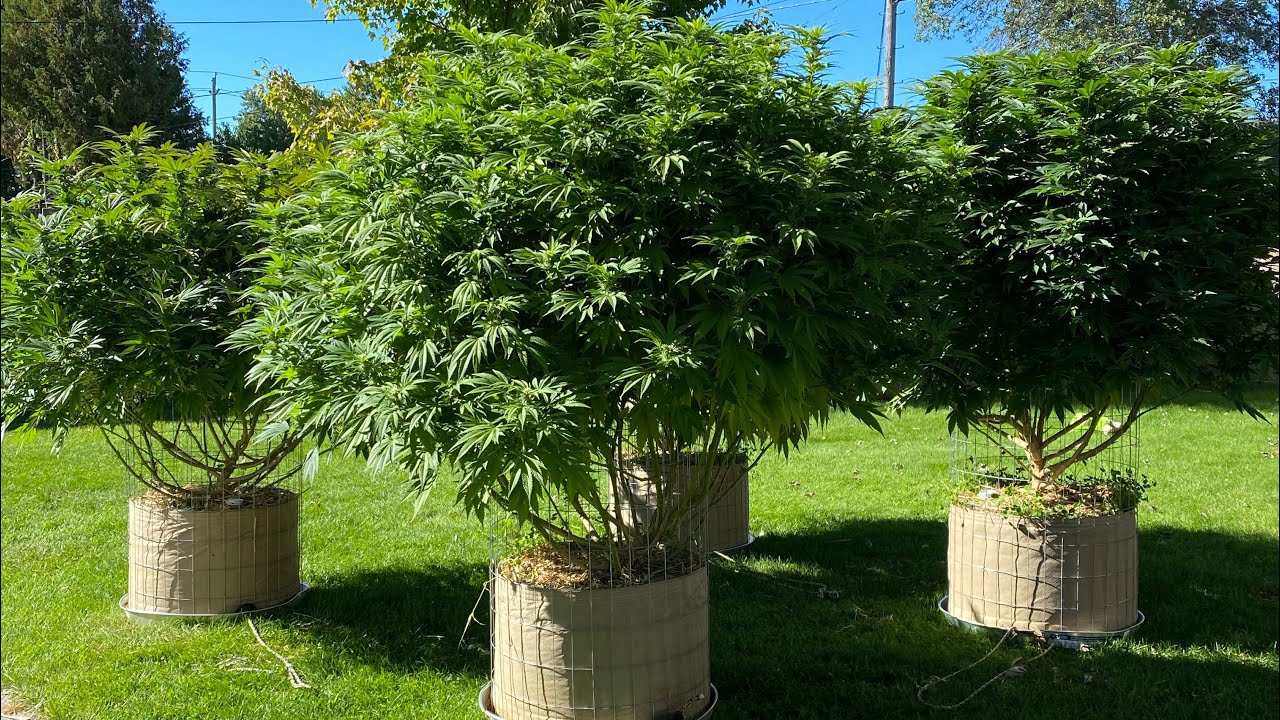 Outdoor grow update - training cannabis for yield - pollenating plants