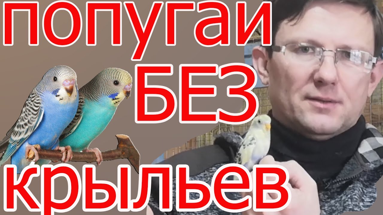 Волнистые попугаи.Что стало с бескрылыми попугаями.