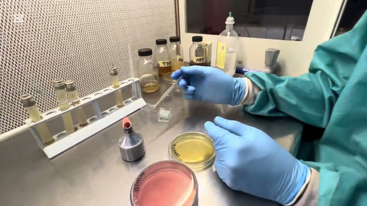 Repiquage d’un milieu de culture liquide sur une gelose en microbiologie #foryou #new 