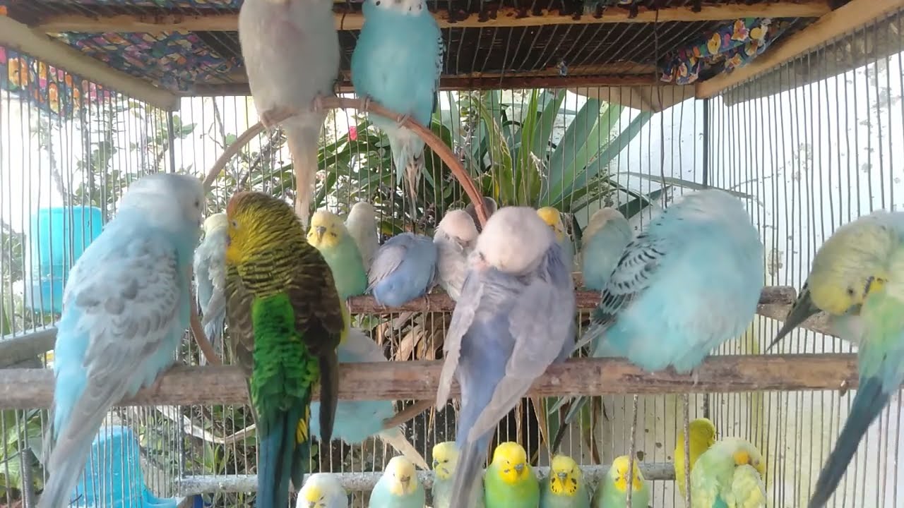 🧡 So Cute You’ll Smile Instantly – Budgie Clips 😄💛