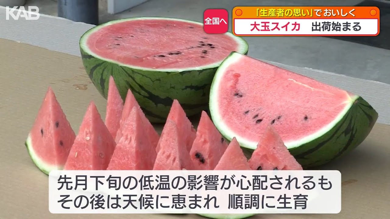 一玉5～6キロ！熊本産「大玉スイカ」出荷始まる 5月上旬からピーク