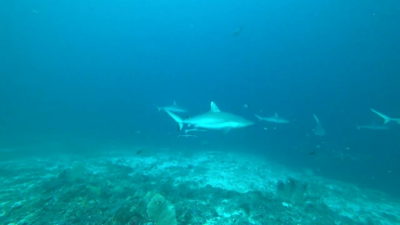 Moofushi shark pass with Nick