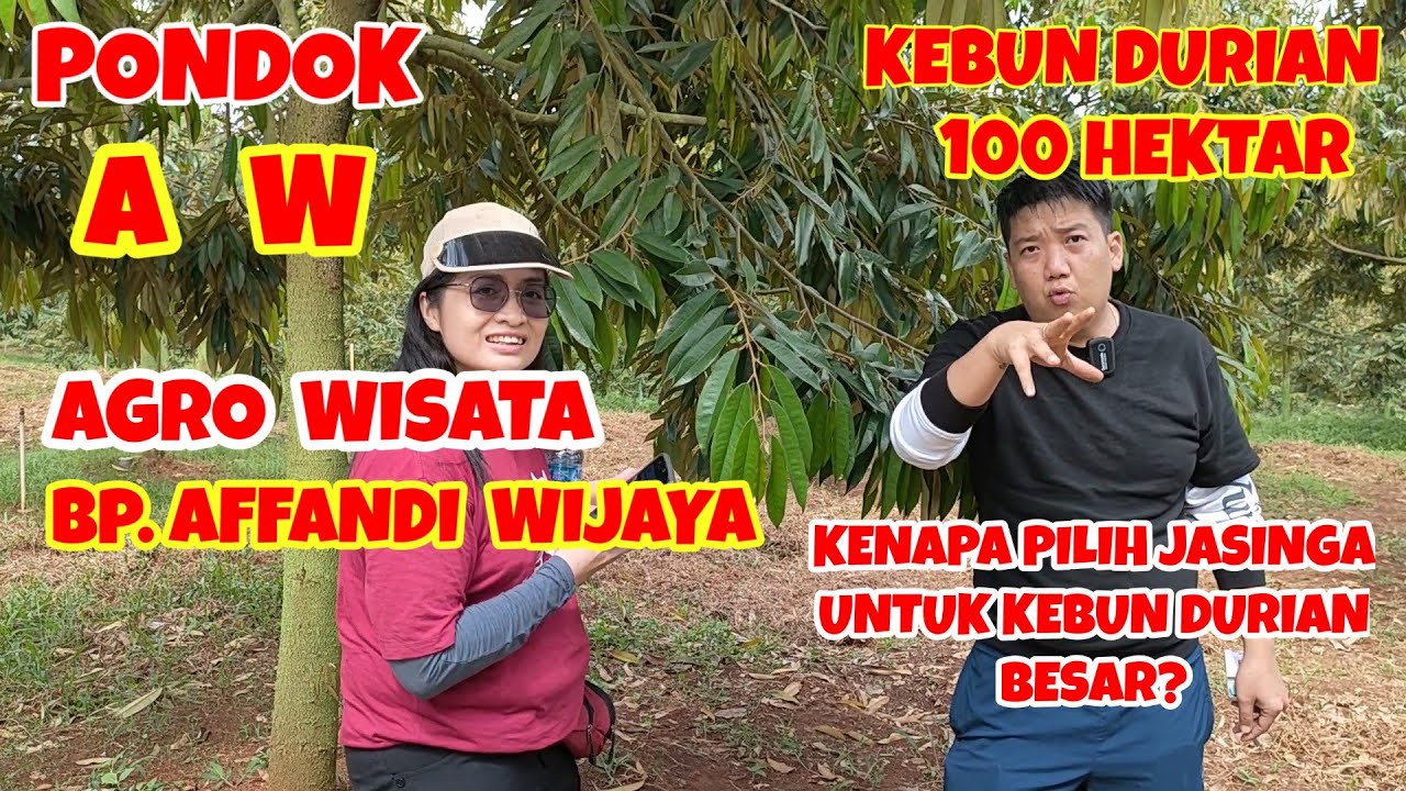 Pondok AW (Agro Wisata).Diskusi dgn Bp Affandi Wijaya (AW).Mengapa Durian di Jasinga sampai 100 ha?