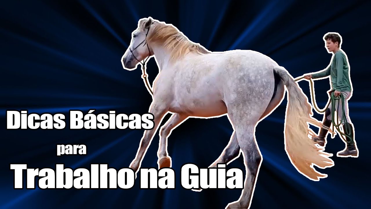 Dicas para trabalhar o cavalo na guia