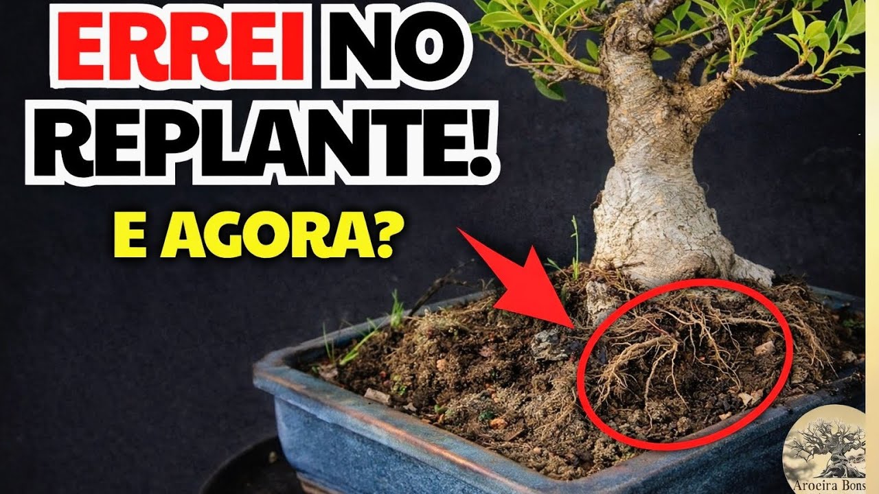 ERREI no Replante do Ficus Microcarpa 😱 Veja Como Corrigir Antes Que Seja Tarde!