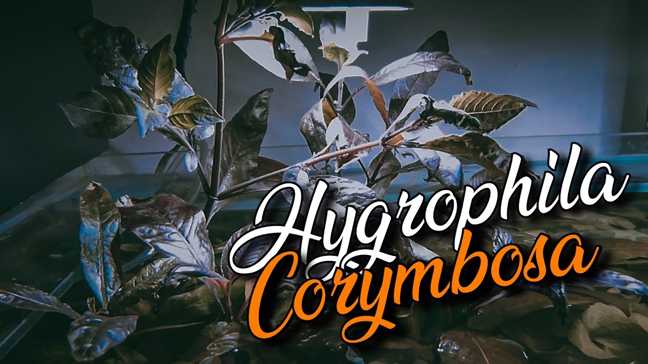 🌀 Hygrophila Corymbosa 🌿 (Versión Emergida 🍂) - VIDEO FICHA🎥