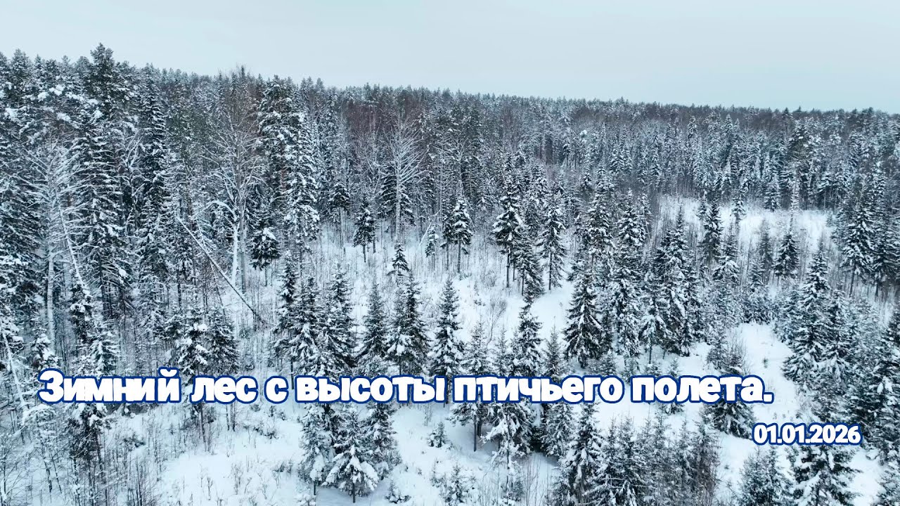 Зимний лес с высоты птичьего полета  01.01.2026