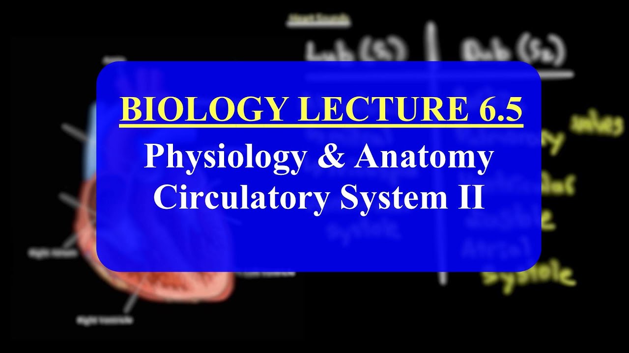 IMAT Biology Lesson 6.5 | Anatomy and Physiology | Circulatory System II