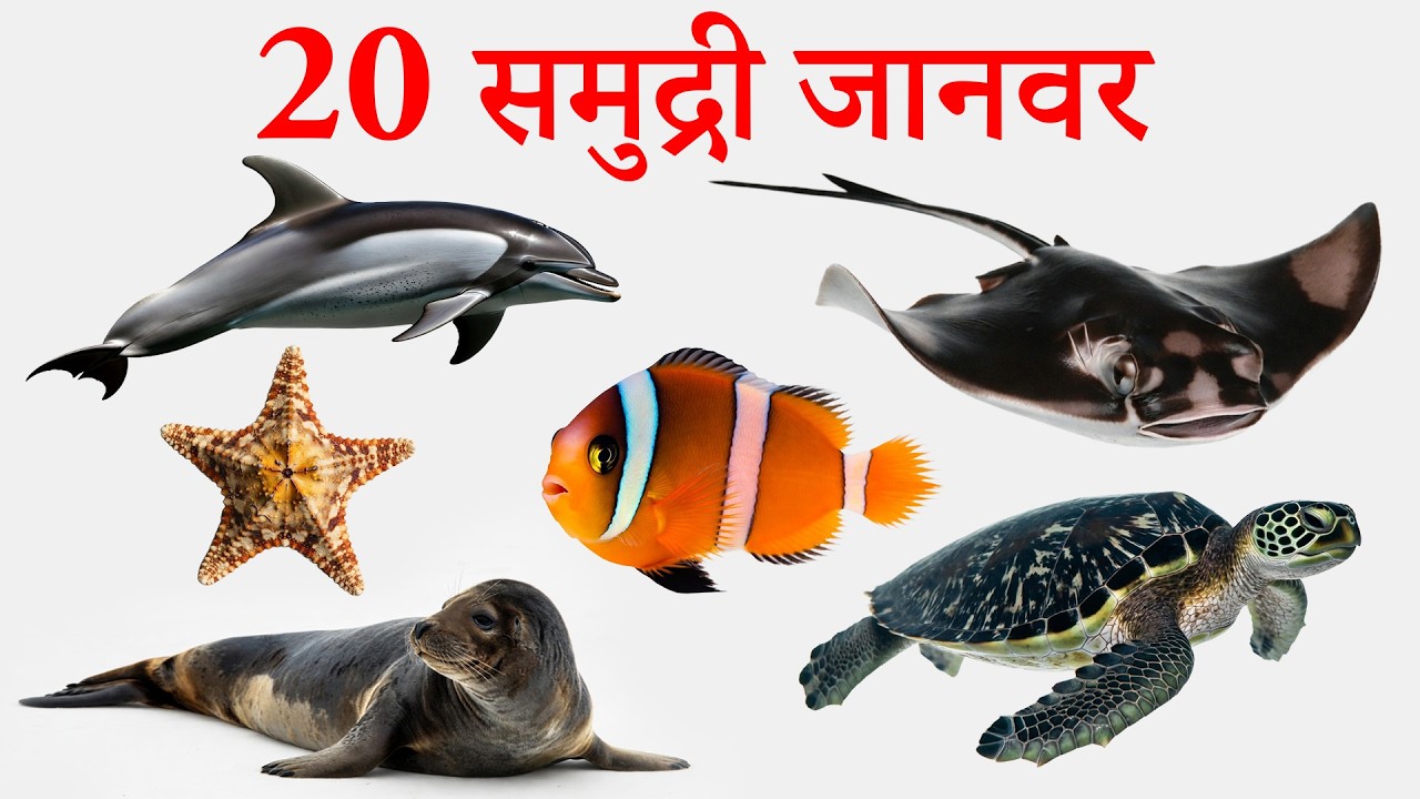 20 समुद्री जानवरों की कविता 🌊🐠 | Sea Animals Rhyme for Kids | हिंदी बाल गीत