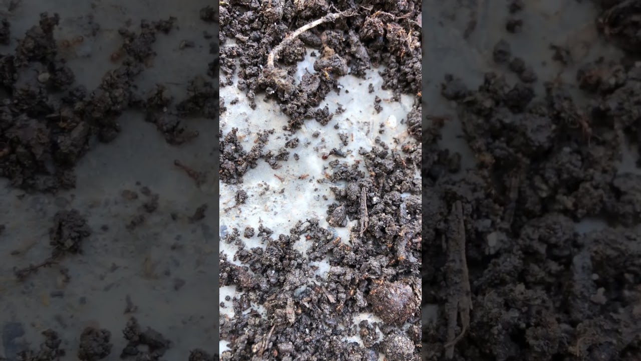 Une reine des fourmis Lasius Flavus : Capturée avec un iPhone 08.