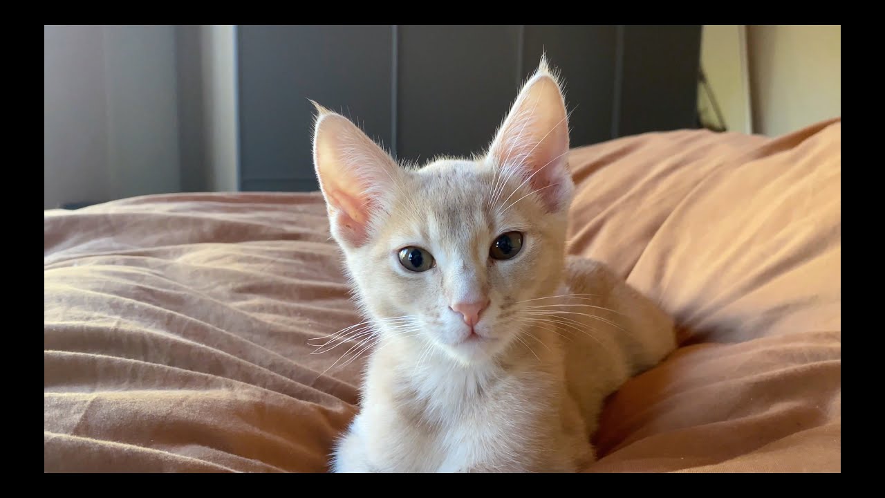 Purr machine has little wings on his ears! (Wait for the lovebite...)