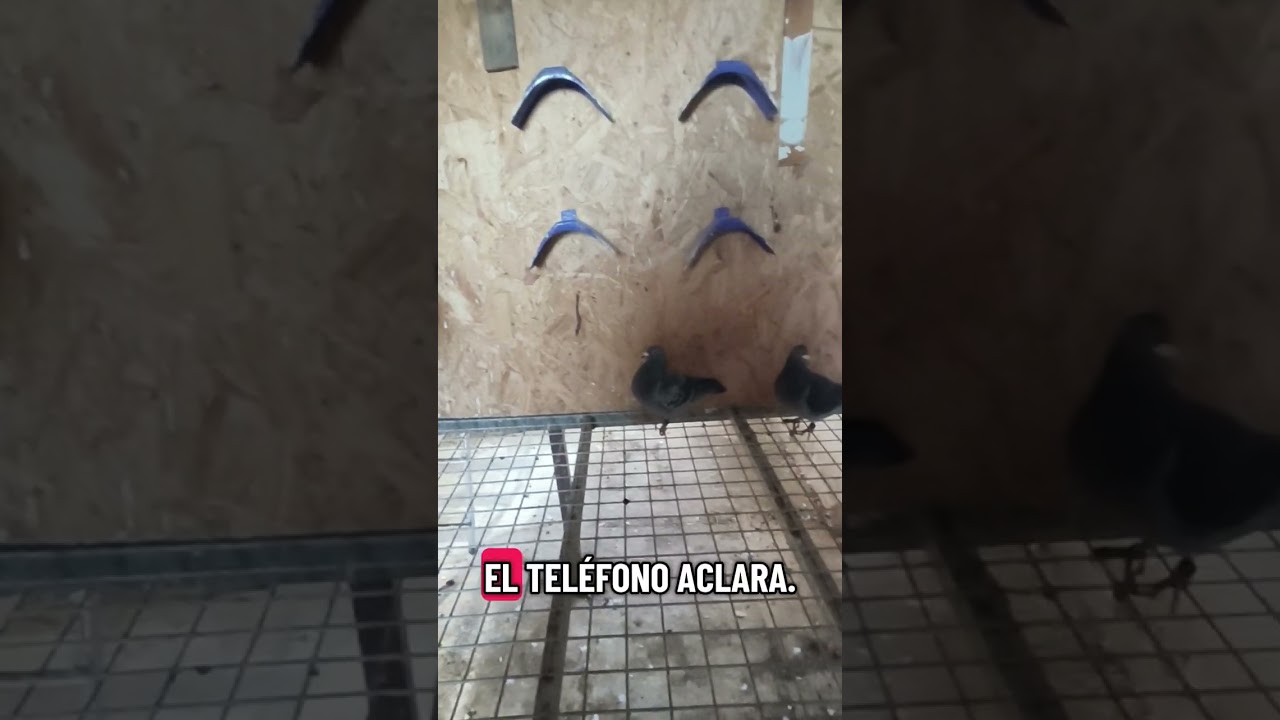 Llegaron nuestras palomas de la primera carrera 212 km 