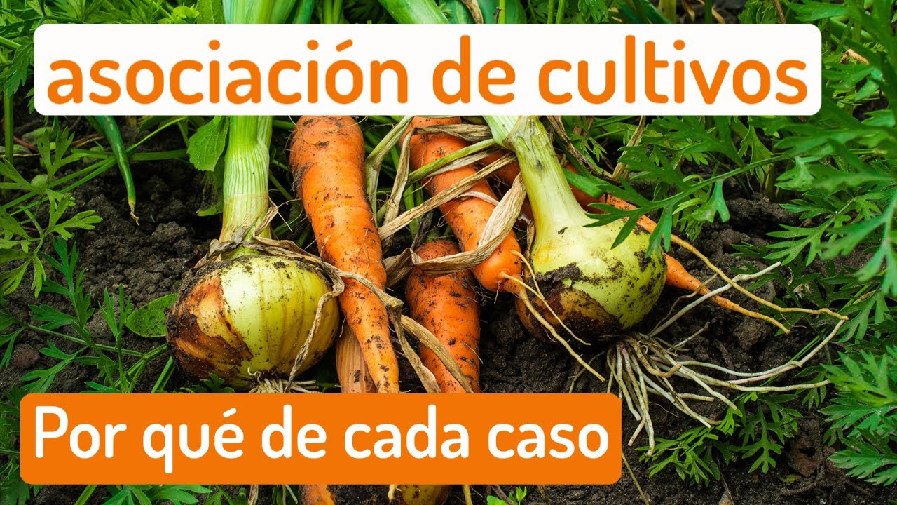 ❤︎ Asociación de cultivos importante → Mariano Bueno se equivoca