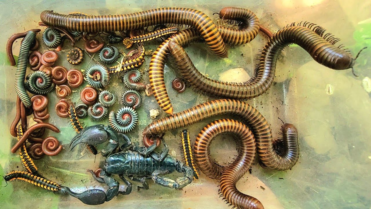 Fantastic catch red Spotted black Spotted Millipedes and white Millipedes red millipedes 