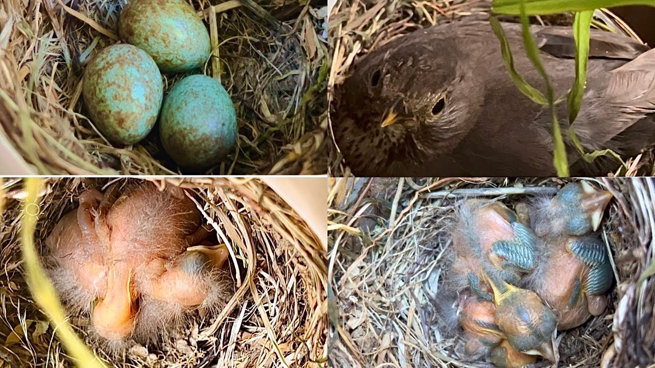 The Complete Life Cycle of Black Eurasian Bird: Nesting, Incubation, and Hatching 