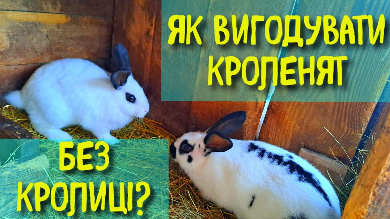 ЯК ВРЯТУВАТИ КРОЛЕНЯТ ЯКІ ВТРАТИЛИ КРОЛИЦЮ - ГОДУВАЛЬНИЦЮ? ВИПОЮВАННЯ МАГАЗИННИМ МОЛОКОМ КРОЛЕНЯТ