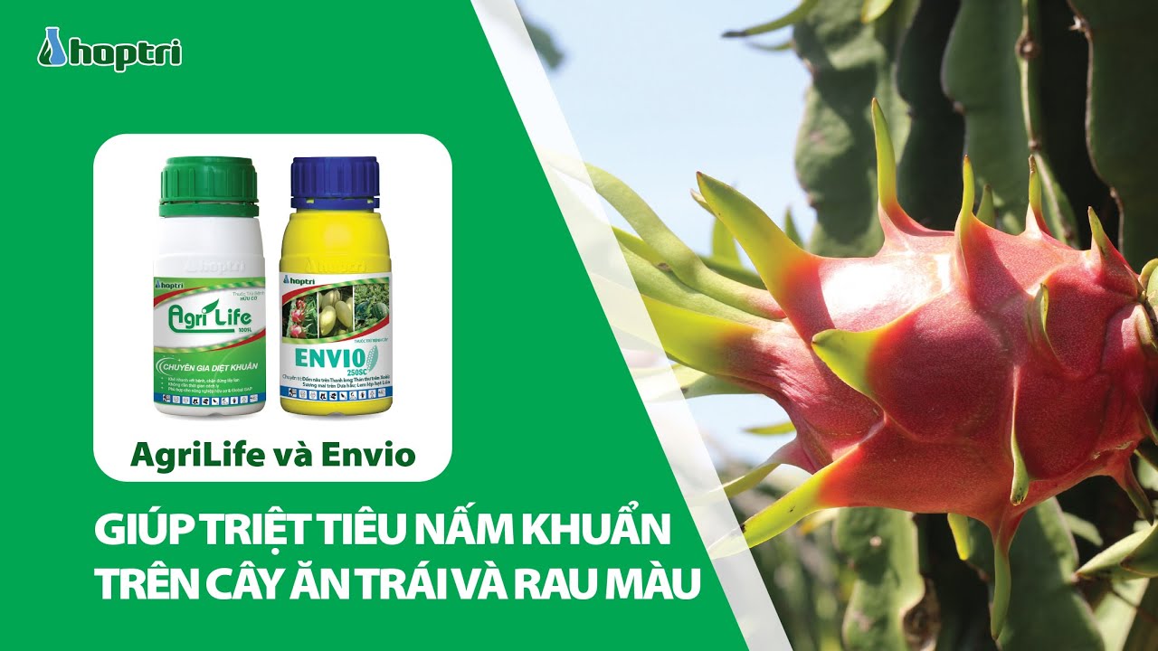 Agrilife 100SL v&agrave; Envio 250SC gi&uacute;p triệt ti&ecirc;u nấm khuẩn tr&ecirc;n c&acirc;y ăn tr&aacute;i v&agrave; rau m&agrave;u