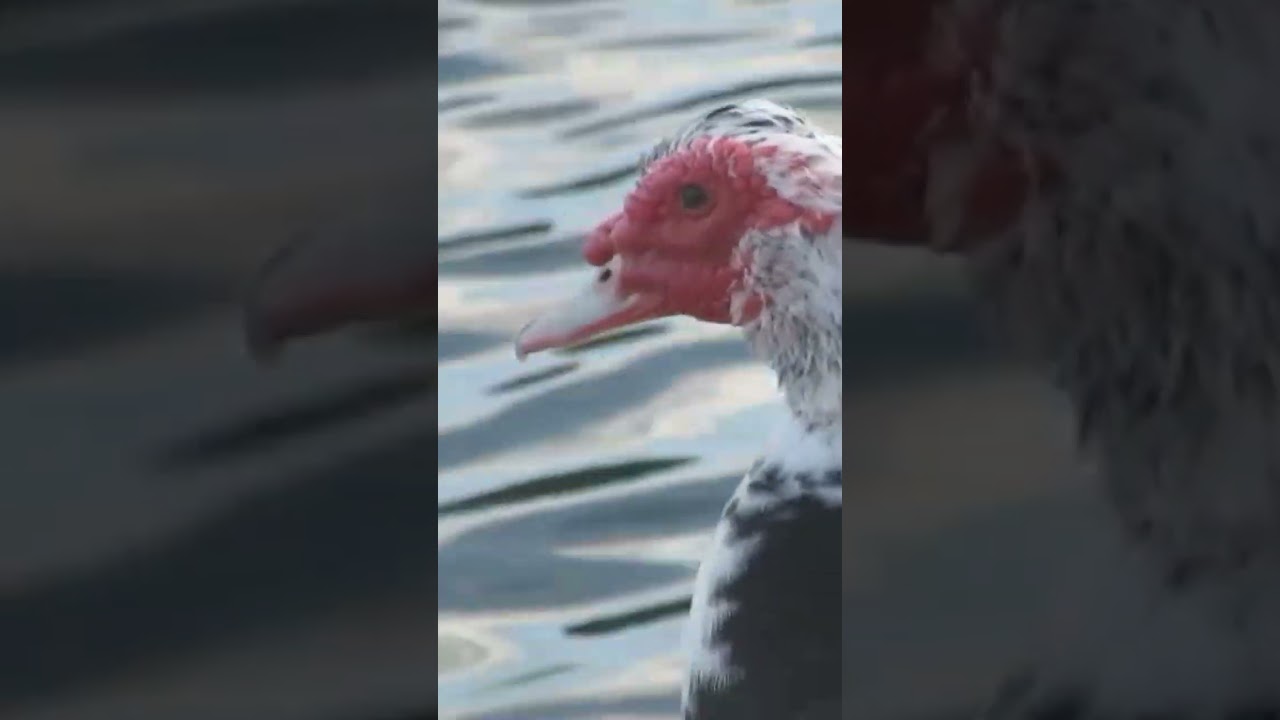 Muscovy Duck, considered the totem animal of the Wind God, Ehecatl.    Cornell  lab of ornithology