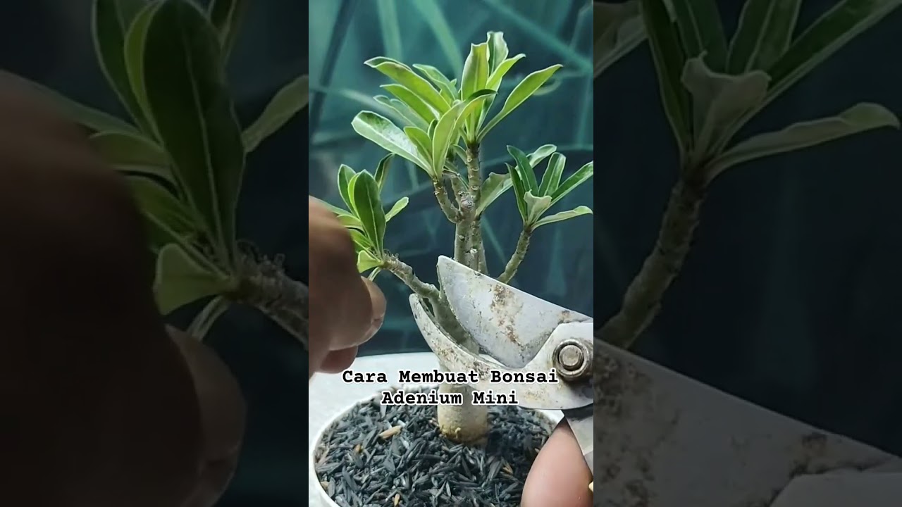 Cara Membuat Bonsai Adenium