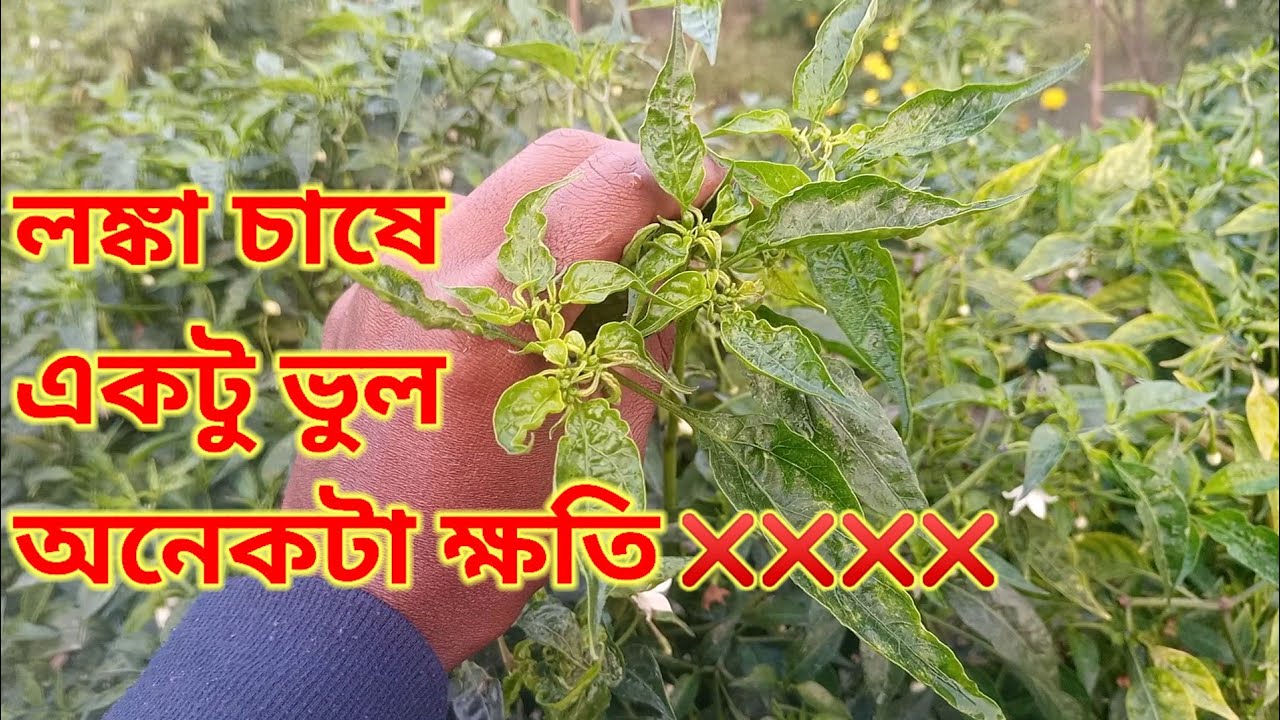 লঙ্কা চাষে একটু গাফিলতি কিন্তু অনেকটা ক্ষতির কারণ😱😱😱😱