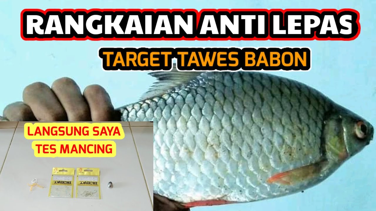 RANGKAIAN PANCING UMPAN USUS || TARGET IKAN TAWES