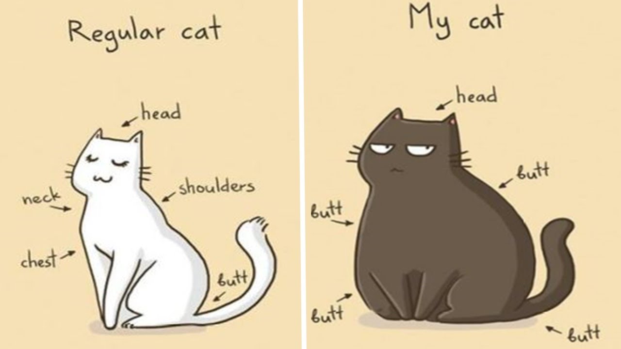 Comics That Cat Lovers Will Totally Relate To By This Comic Artist