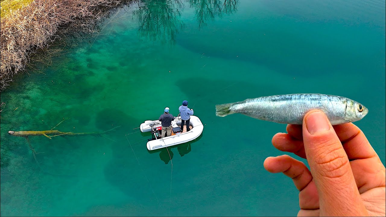 La SARDA come ESCA in LAGO?! Pesca in Acqua Cristallina a Predatori PAZZESCHI [Attacco in Diretta]