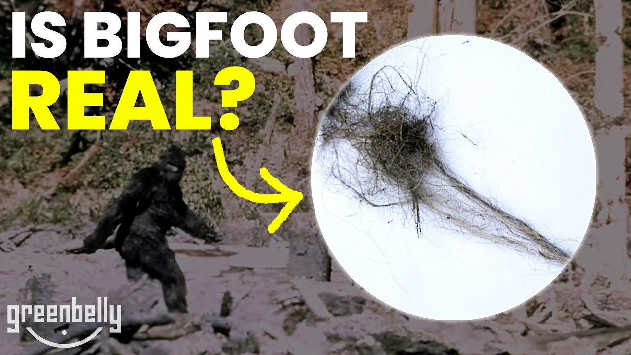 The BIGFOOT Debate (Evidence vs Myth), Explained