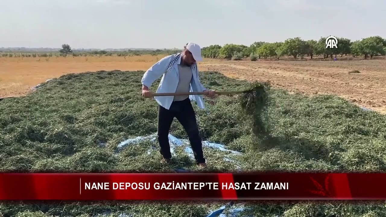 Nane deposu Gaziantep’te hasat zamanı 🌿