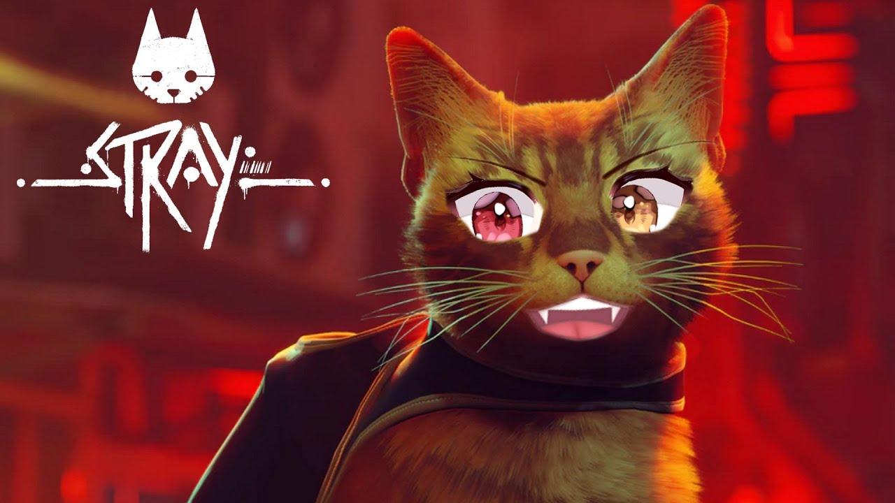 Jinja spielt Stray | 01