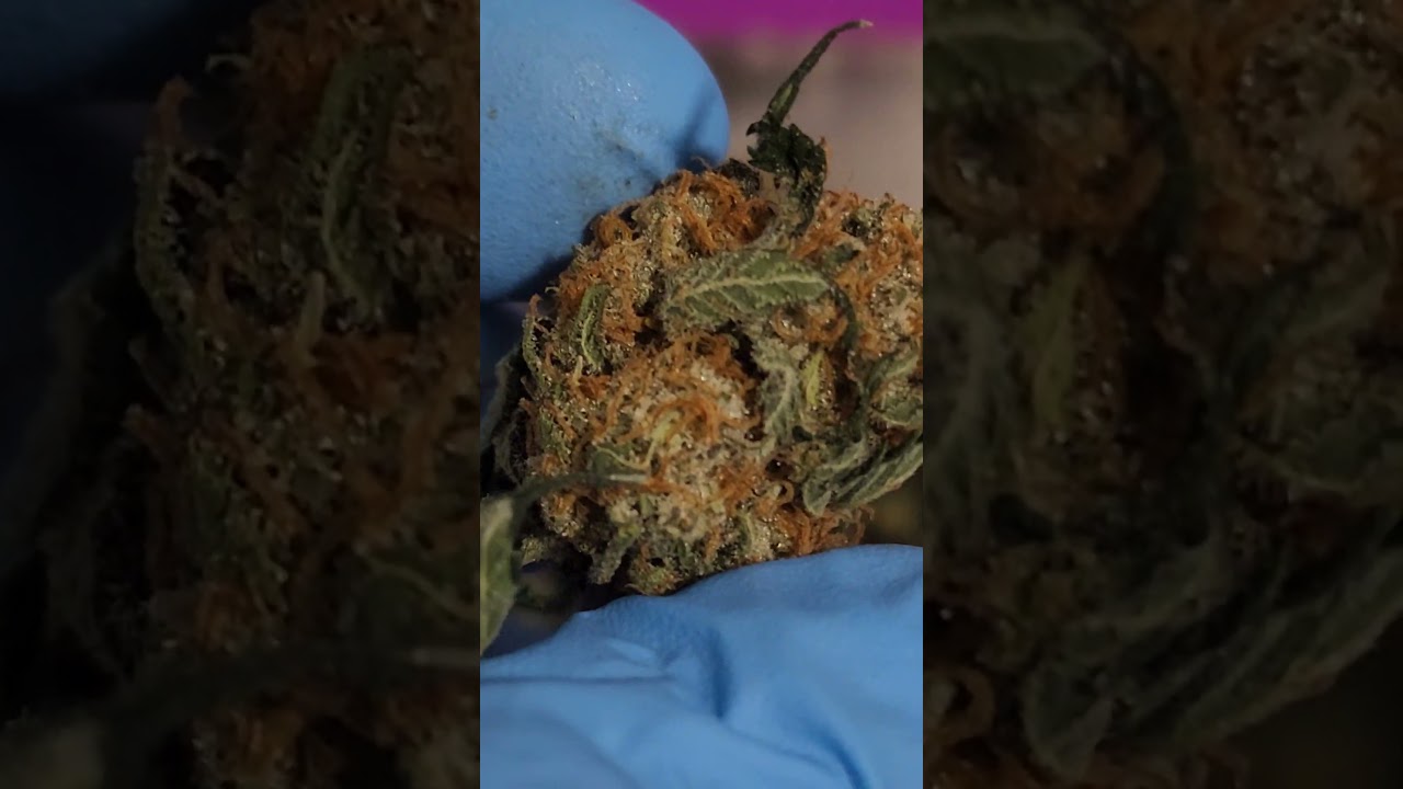 Critical Orange Punch Trim Tray 🌿 Still Needs a Trim! 🔥 #WeedLovers #LeafWizard #CannabisCommunity