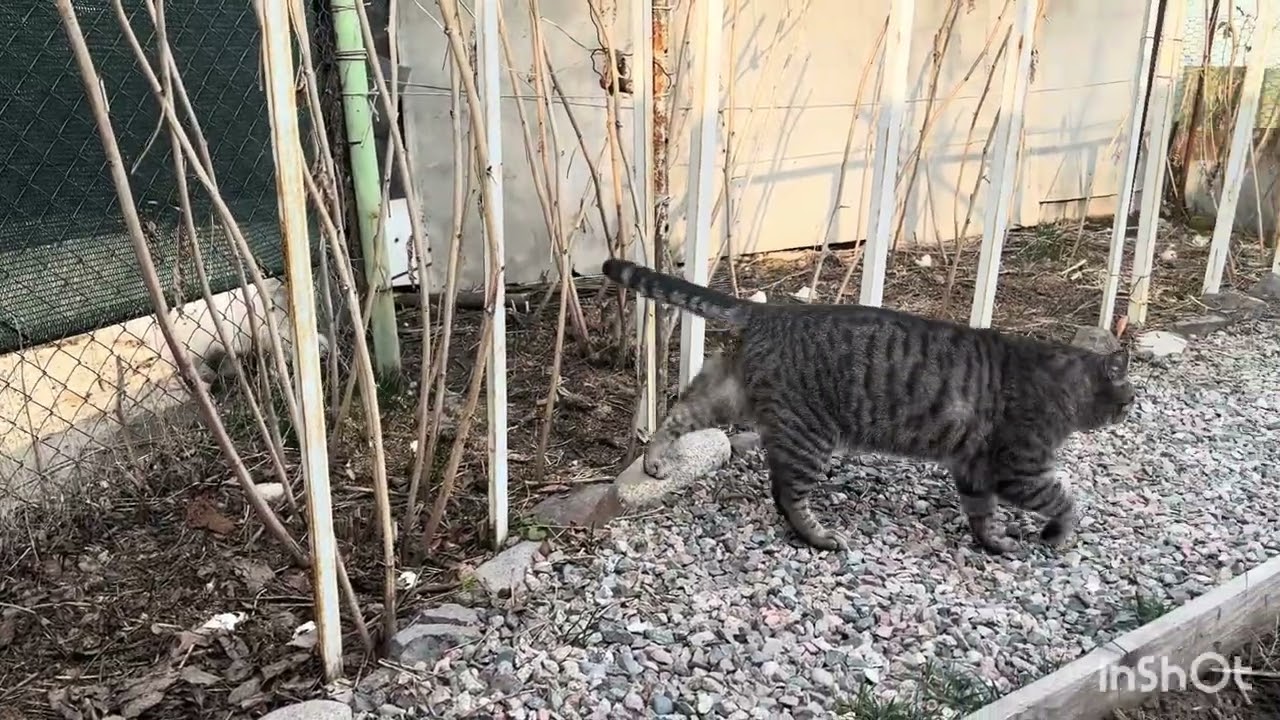 Весна в пути! Мартовские наблюдения! Котики! 