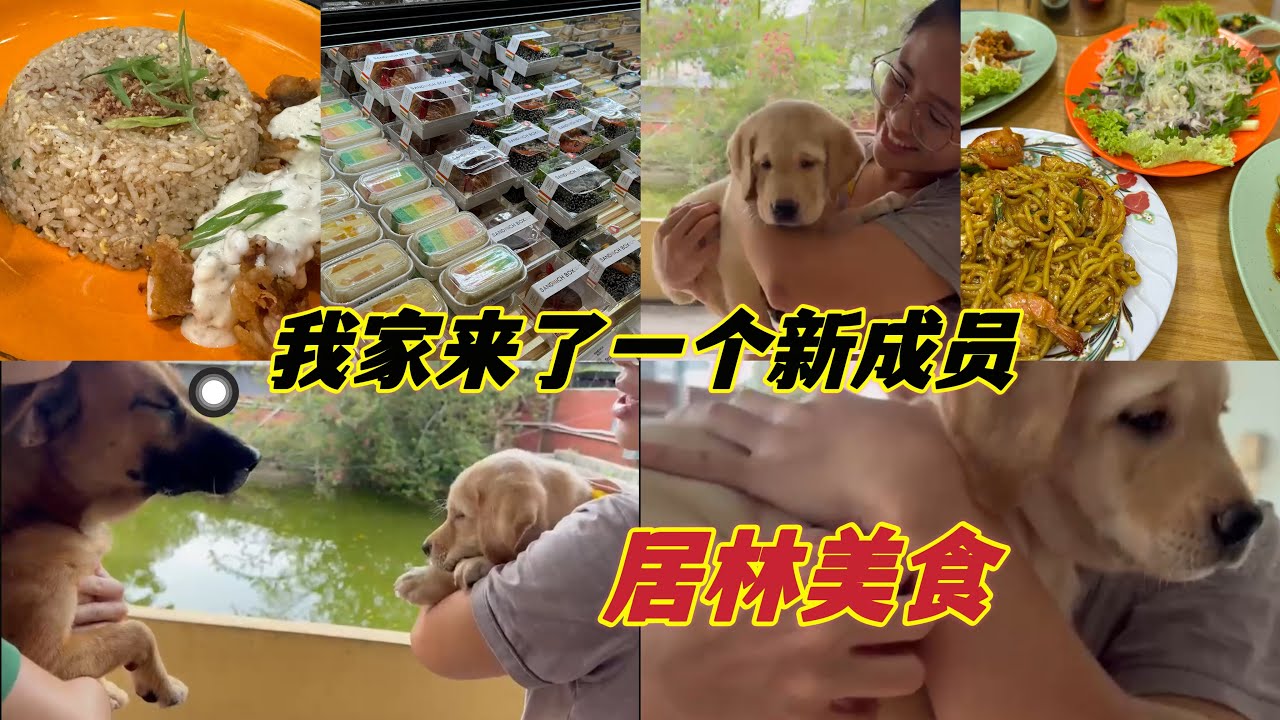 我家来了一个新成员 Labrador ，太棒了👏
