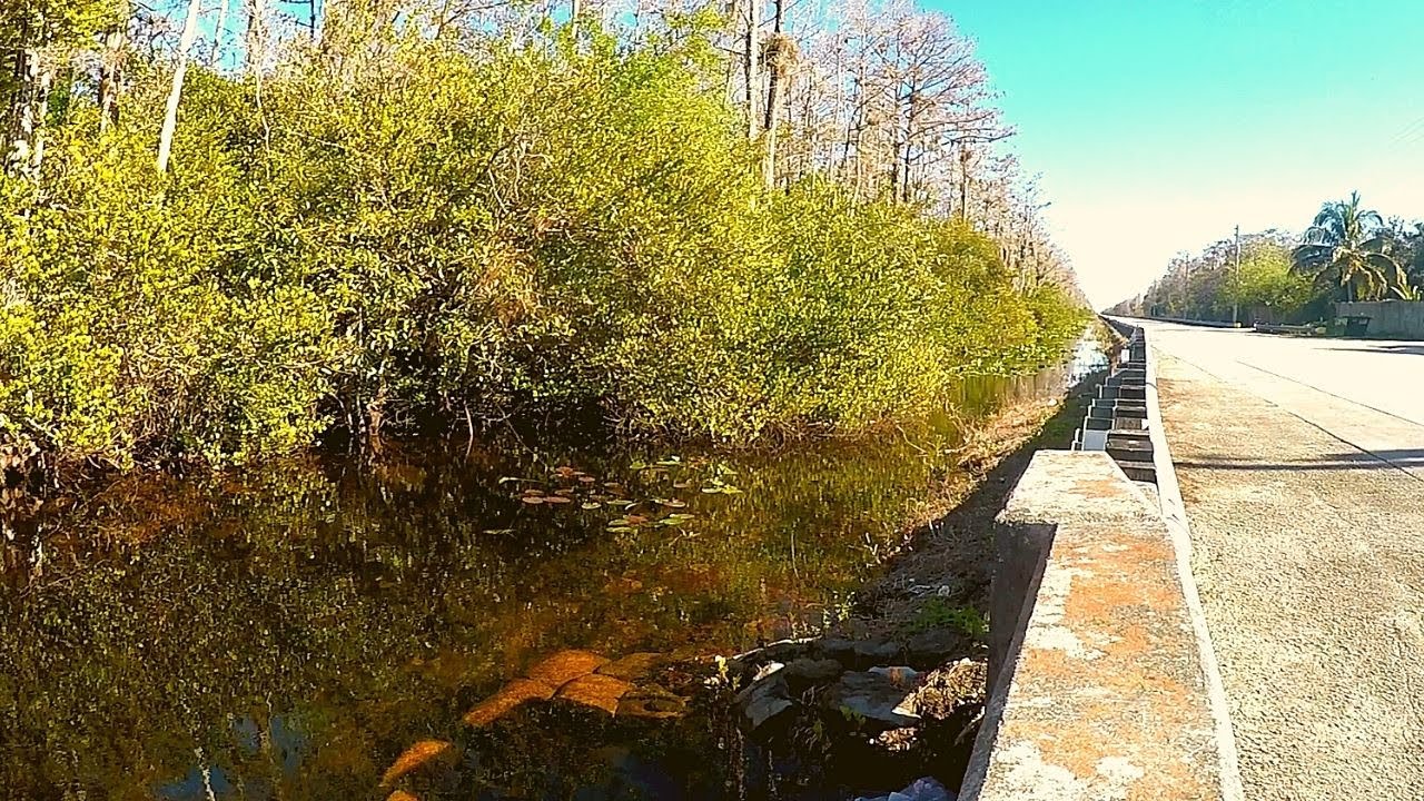 Florida Canal Multispecies Fishing in Everglades
