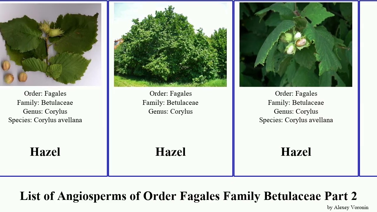 List of Angiosperms of Order Fagales Family Betulaceae Part 2 birch alder hornbeam corylus resin