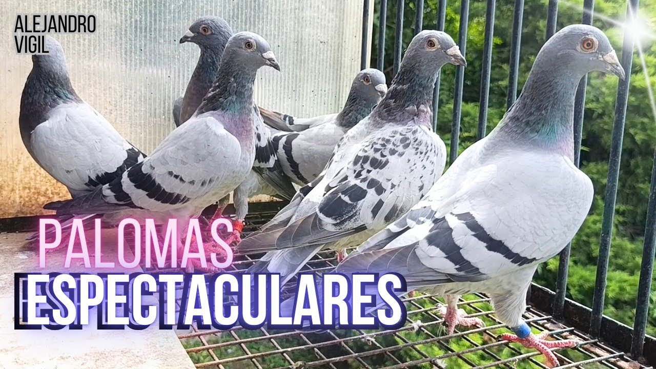 PALOMAS MENSAJERAS, IMPECABLE PLANTEL VOLADOR Y REPRODUCTOR!! ALEJANDRO VIGIL P2