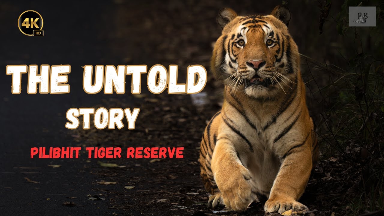 The Untold Story : S3 Male Tiger of Pilibhit Tiger Reserve