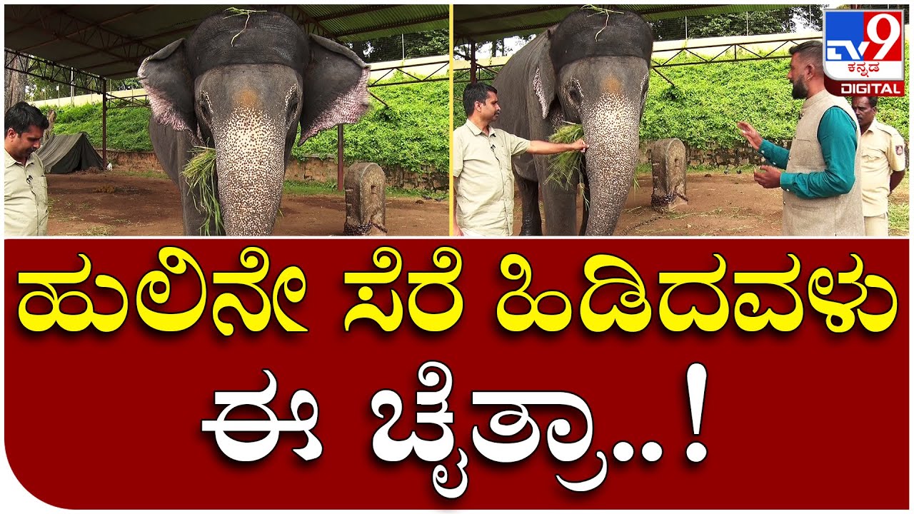 Chaitra: ಹುಲಿ ಸೆರೆಹಿಡಿಯುವ ಕಾರ್ಯಾಚರಣೆಯಲ್ಲಿ ಚೈತ್ರಾ ಬಲು ನಿಪುಣೆ..! | Tv9 Kannada