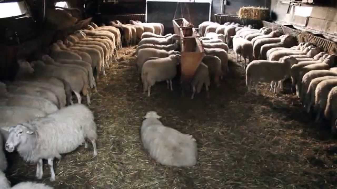 Schapen in de Schaapskooi