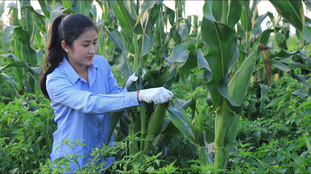 Beautiful Farm Corn In My Village / Easy & Yummy Corn Recipes / Prepare By Countryside Life TV.