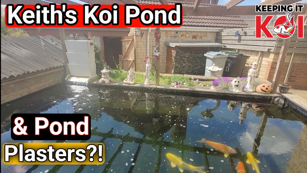 Keiths Koi Pond & Putting Plasters on the Grow On With MS300