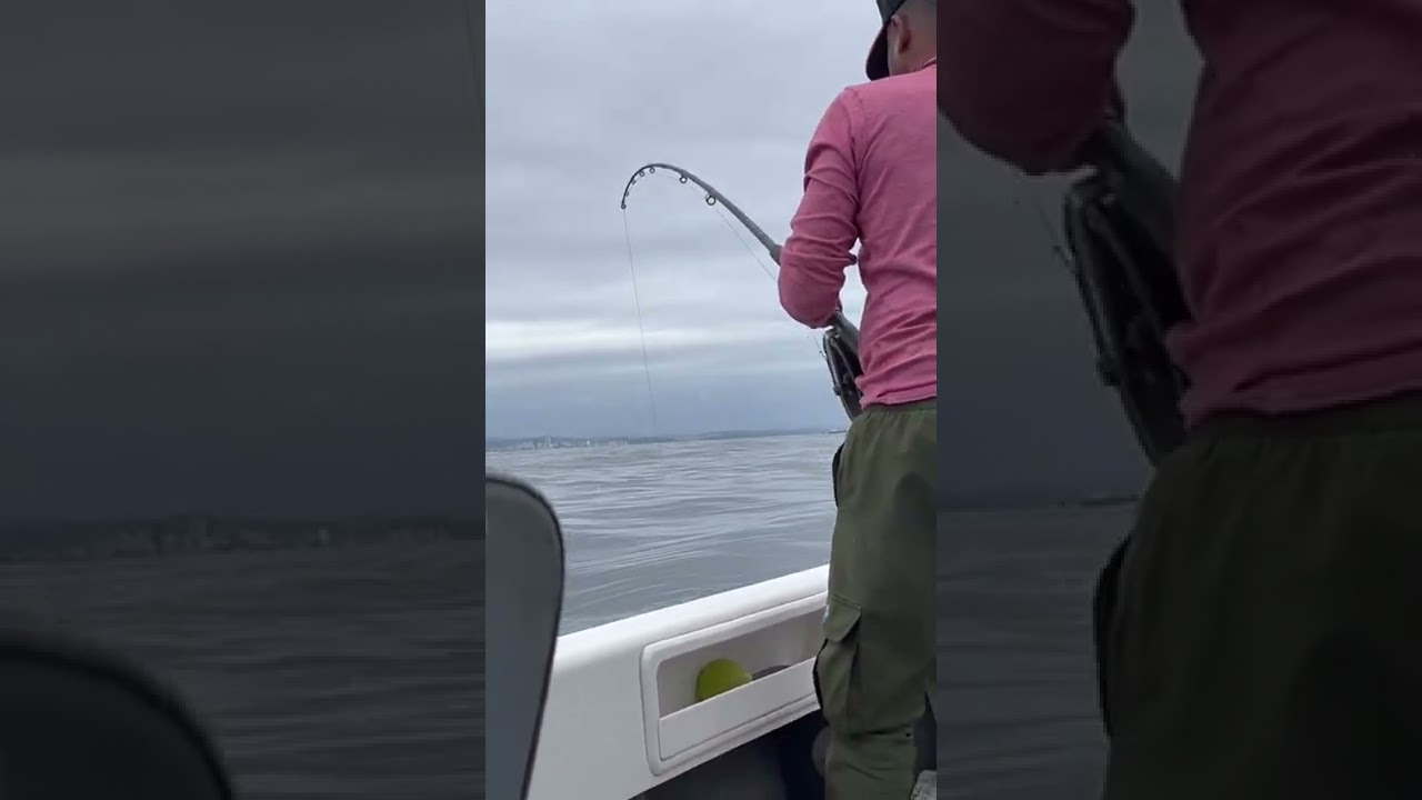 MUST CATCH MID DEEP 01/11/2022