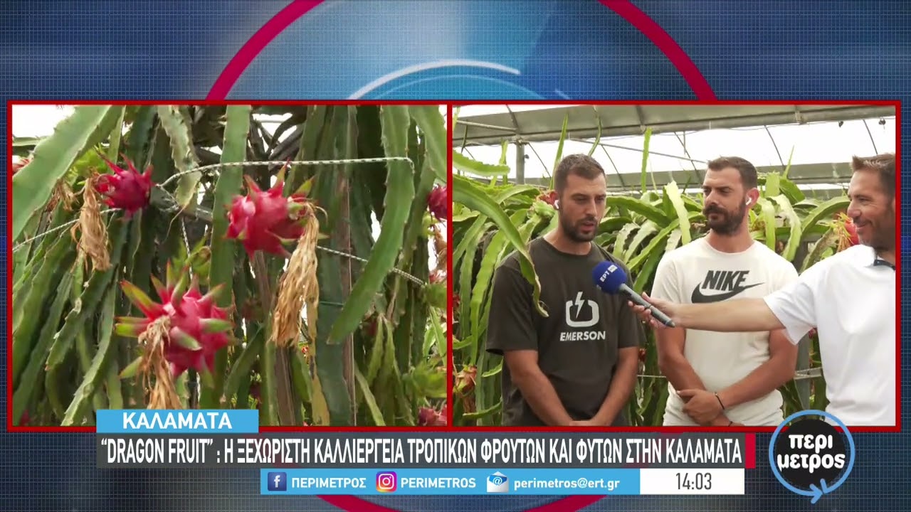 “Dragon fruit” : Η ξεχωριστή καλλιέργεια τροπικών φρούτων και φυτών στην Καλαμάτα