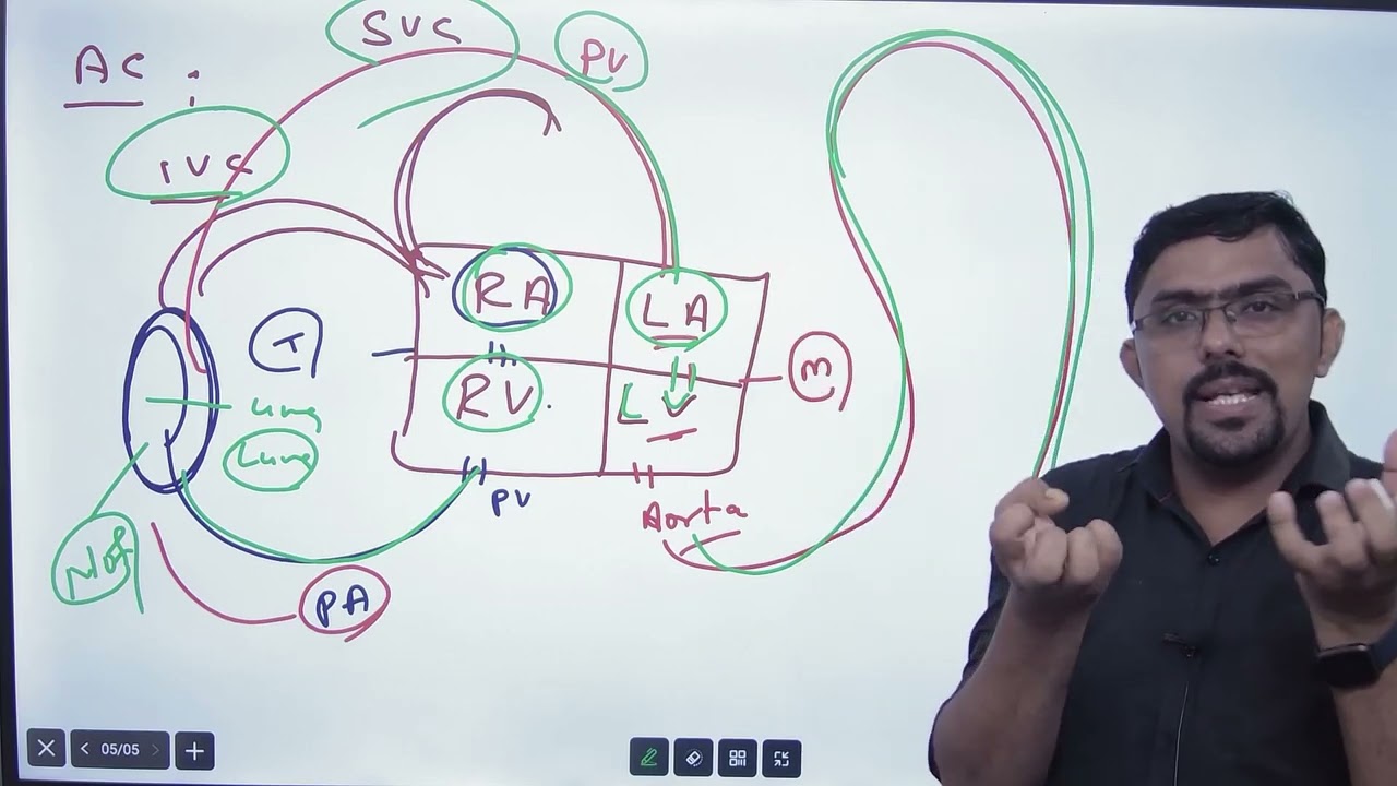 Fetal circulation