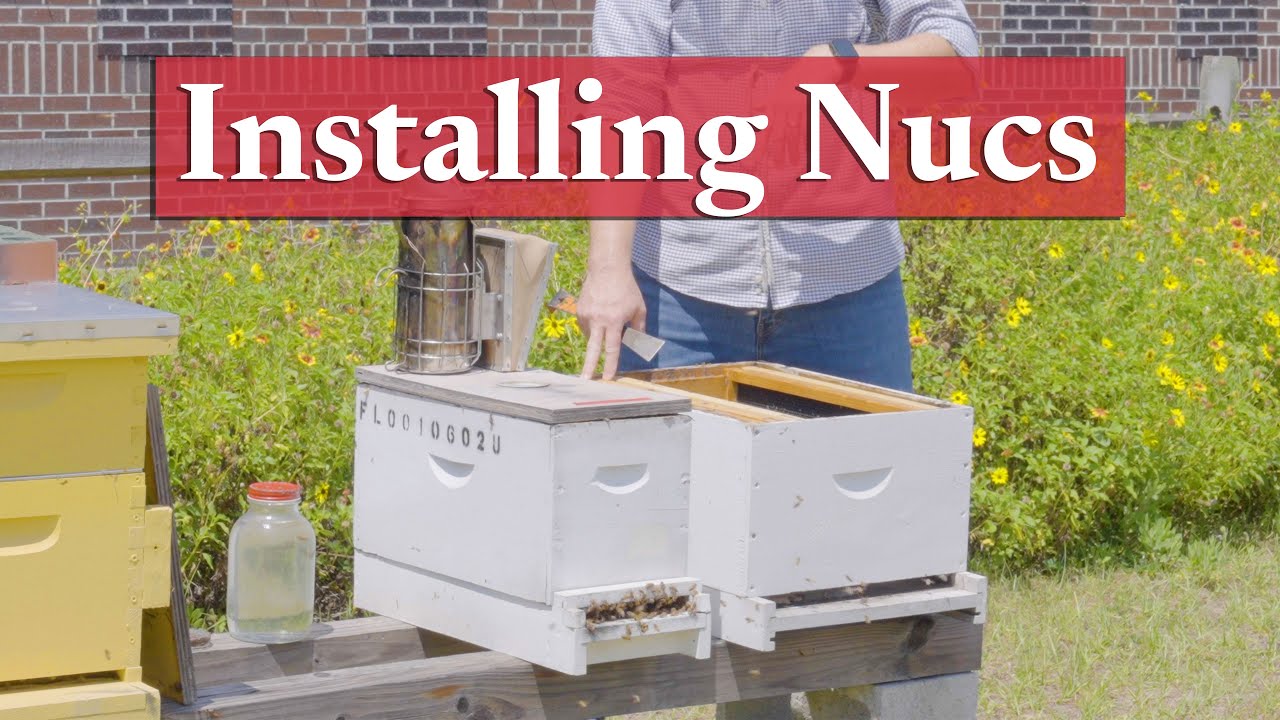 Installing Nucleus Honey Bee Colonies | Beekeeping Academy | Ep. 42